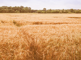 Image showing Retro looking Barleycorn field