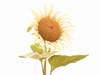 Image showing Retro looking Sunflower flower