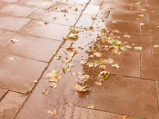 Image showing Retro looking Leaves on pavement