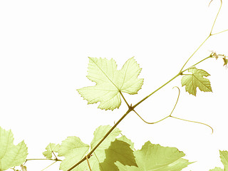 Image showing Retro looking Vine picture