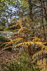 Image showing Autumn Forest