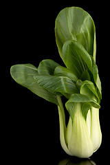 Image showing Pak choi on black 