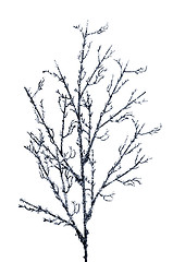 Image showing Christmas decoration branches