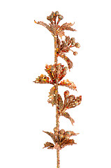 Image showing Golden Christmas decoration branches