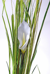 Image showing white lilly