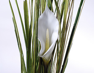 Image showing white lilly