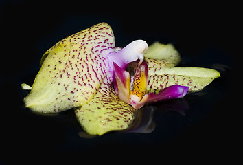 Image showing Orchide