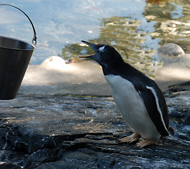 Image showing Penguin