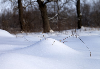 Image showing Snow drift and dry grass in winter forest