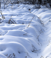 Image showing Snowbound winter meadow
