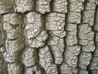 Image showing Tree Bark