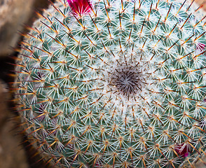 Image showing Mammillarai cactus with flowers