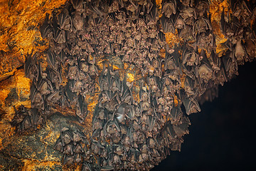 Image showing Colony of Bats at Goa Lawah Bat Cave Temple in Bali