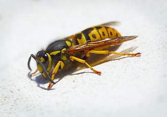 Image showing Dangerous black and yellow wasp 