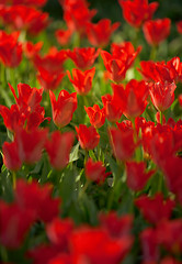 Image showing Vibrant red colorful Tulips