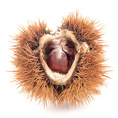 Image showing Chestnuts with shell 