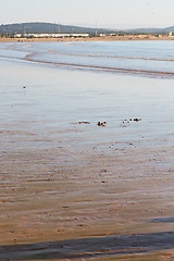 Image showing abstract in morocco  africa ocean wave and  bird