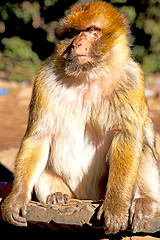 Image showing old   in africa morocco and natural background fauna  