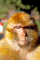 Image showing bush monkey in africa  