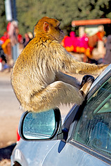 Image showing bush monkey in africa morocco and car