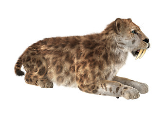 Image showing Big Cat Sabertooth