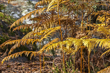 Image showing Autumn Forest Detail