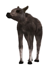 Image showing Caribou Calf on White