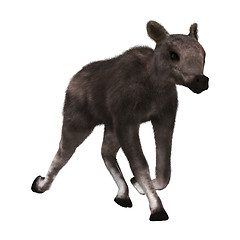 Image showing Caribou Calf on White