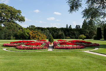 Image showing flower in garden