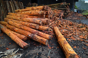 Image showing Mangrove tree at charcoal factory