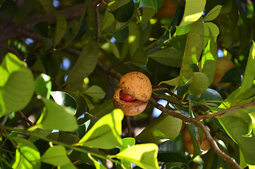 Image showing Colorful photo of Nutmeg fruit on the tree