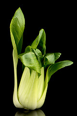 Image showing Pak choi on black 