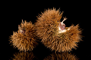 Image showing Chestnuts on a black reflective background