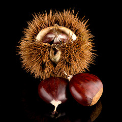 Image showing Chestnuts on a black reflective background