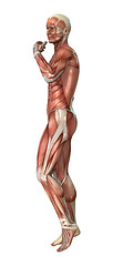 Image showing Male Figure Muscle Maps