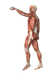 Image showing Male Figure Muscle Maps