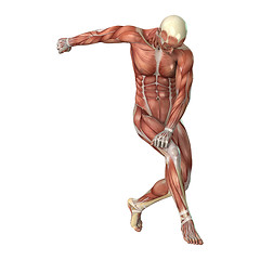 Image showing Male Figure Muscle Maps