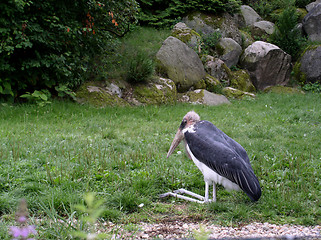 Image showing adjutant on grass