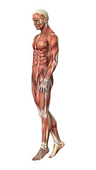 Image showing Male Figure Muscle Maps 