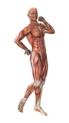 Image showing Male Figure Muscle Maps