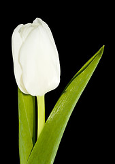 Image showing White Tulip