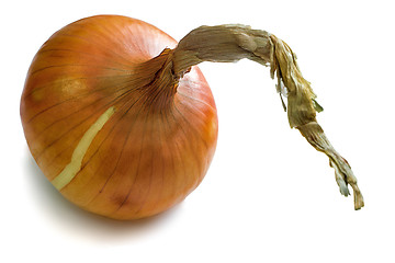 Image showing The large bulb on a white background.