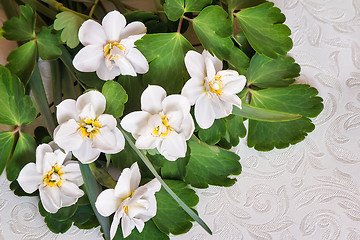 Image showing A bouquet of white daffodils among green leaves.