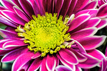 Image showing Beautiful flower red chrysanthemum.