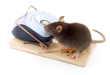 Image showing Clever Mouse