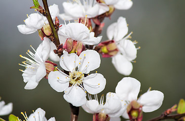 Image showing Branch of a blossoming apricot tree.