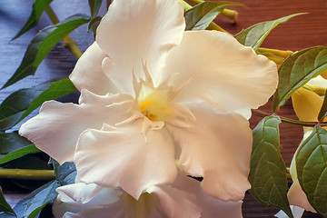 Image showing White oleander flower closeup.
