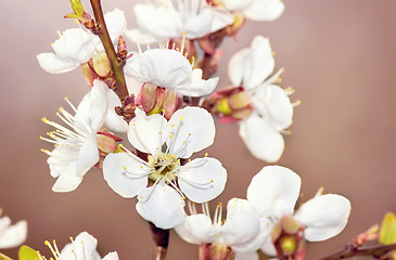 Image showing Branch of a blossoming apricot tree.