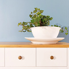 Image showing Green plant in a decorative white pot