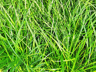 Image showing Close-up of green grass in sunlight